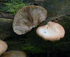 The cap has a lateral attachment and it looks like it was dusted with rusty tan powder. 